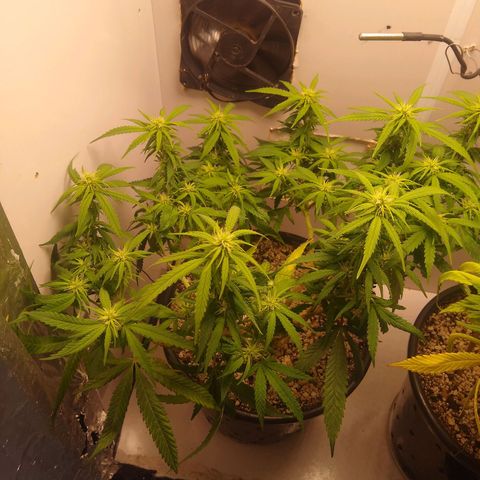 TUTTI FRUTTI growlog timeline photo