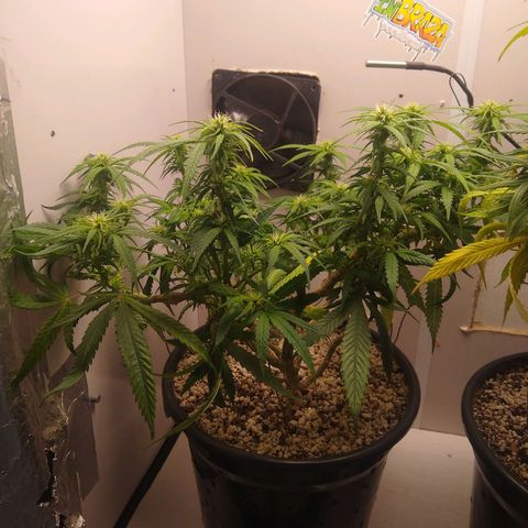 TUTTI FRUTTI growlog timeline photo