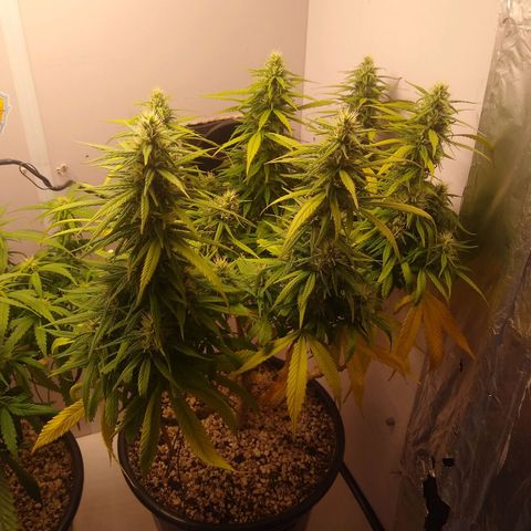 OG DEVIL growlog timeline photo