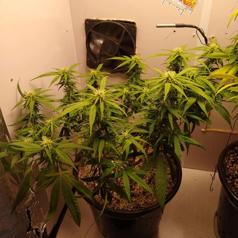 TUTTI FRUTTI growlog timeline photo