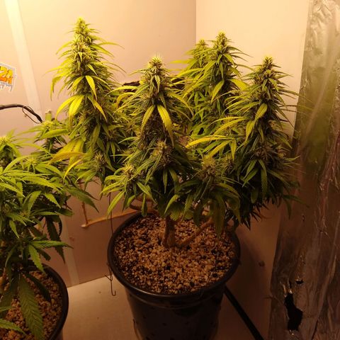 OG DEVIL growlog timeline photo