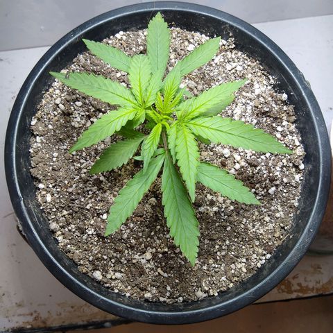 OG DEVIL growlog timeline photo