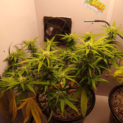 TUTTI FRUTTI growlog timeline photo