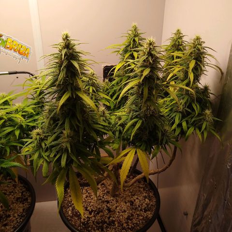 OG DEVIL growlog timeline photo