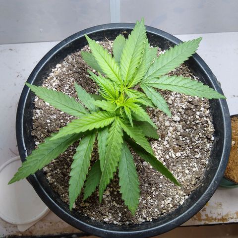 OG DEVIL growlog timeline photo