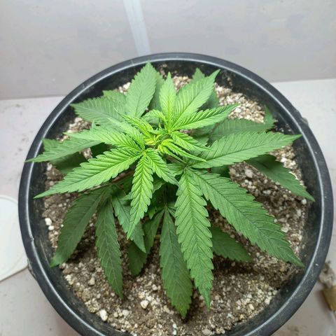 OG DEVIL growlog timeline photo