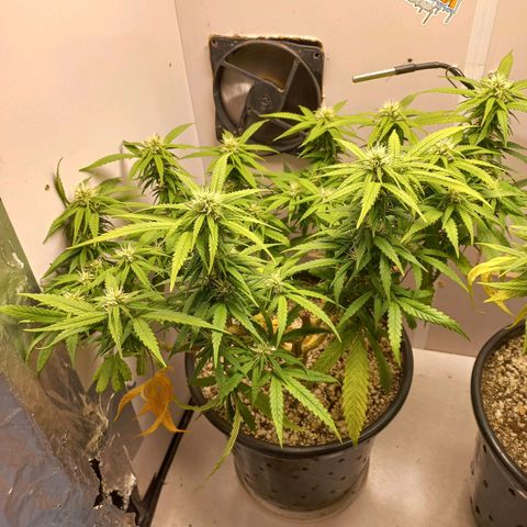 TUTTI FRUTTI growlog timeline photo