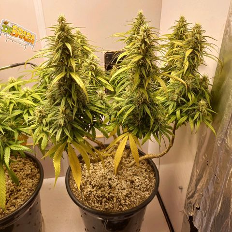 OG DEVIL growlog timeline photo