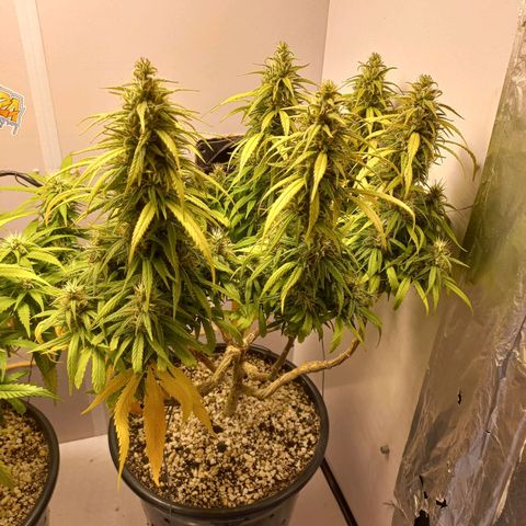 OG DEVIL growlog timeline photo