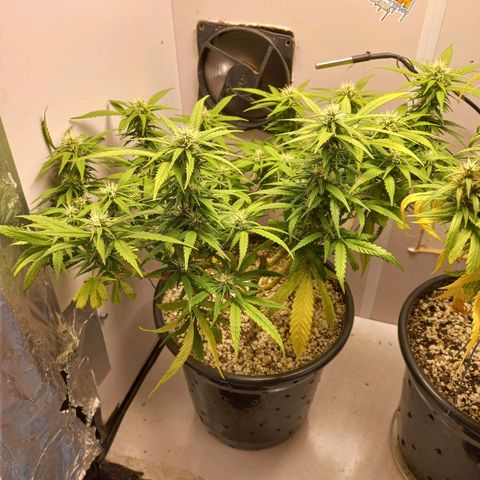 TUTTI FRUTTI growlog timeline photo