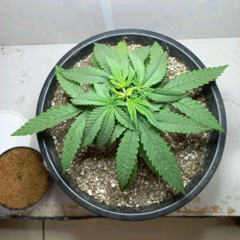 OG DEVIL growlog timeline photo