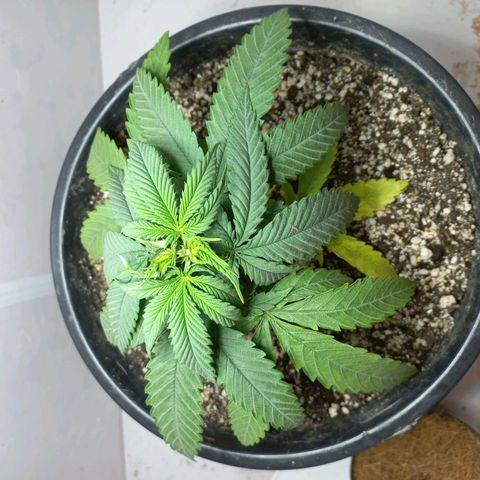 OG DEVIL growlog timeline photo