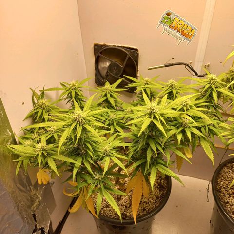 TUTTI FRUTTI growlog timeline photo