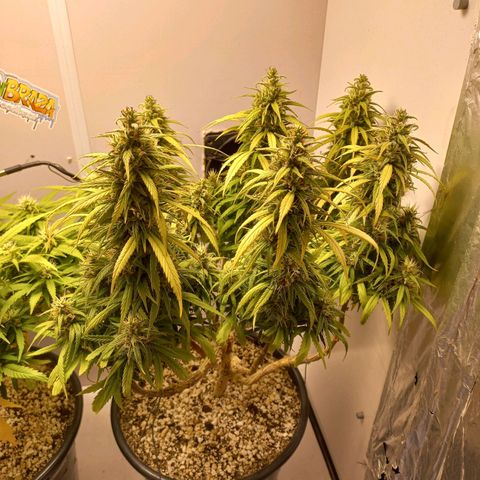 OG DEVIL growlog timeline photo