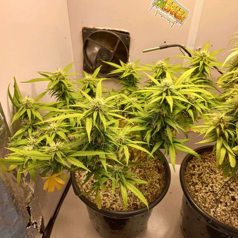 TUTTI FRUTTI growlog timeline photo