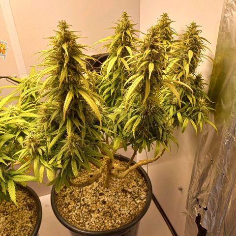 OG DEVIL growlog timeline photo