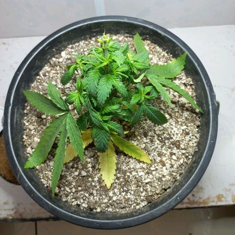 OG DEVIL growlog timeline photo