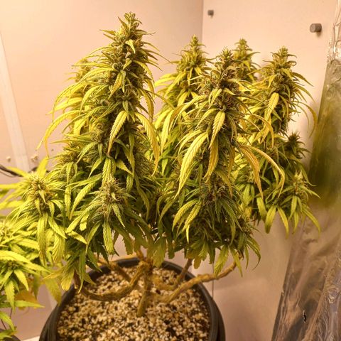OG DEVIL growlog timeline photo