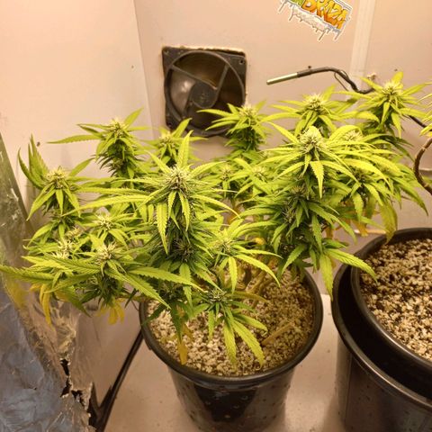 TUTTI FRUTTI growlog timeline photo