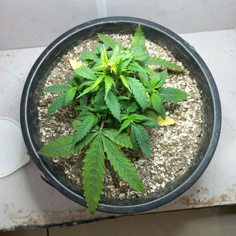 OG DEVIL growlog timeline photo