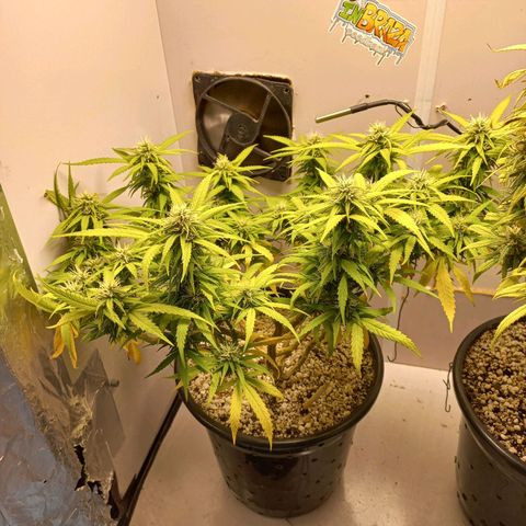 TUTTI FRUTTI growlog timeline photo