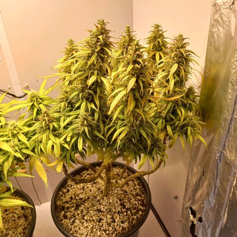 OG DEVIL growlog timeline photo