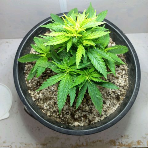 OG DEVIL growlog timeline photo
