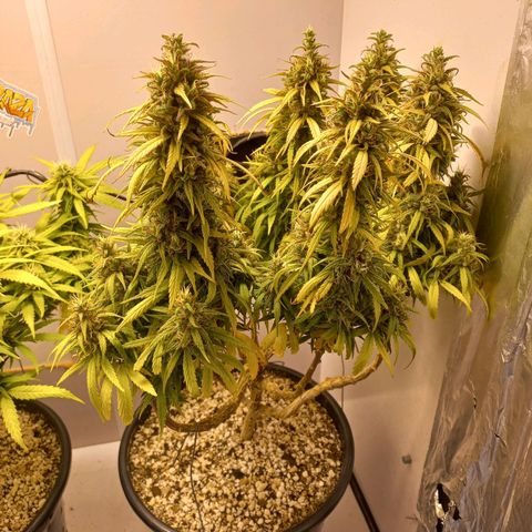 OG DEVIL growlog timeline photo
