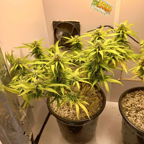TUTTI FRUTTI growlog timeline photo