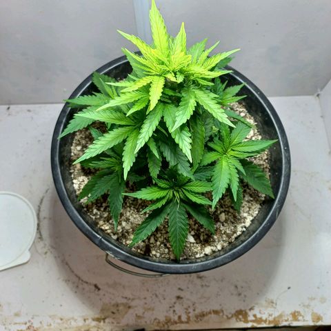 OG DEVIL growlog timeline photo