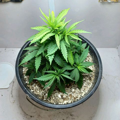 OG DEVIL growlog timeline photo