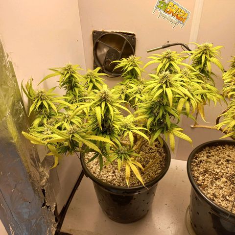 TUTTI FRUTTI growlog timeline photo
