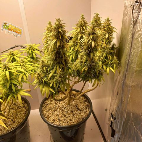 OG DEVIL growlog timeline photo