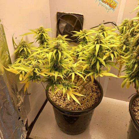 TUTTI FRUTTI growlog timeline photo