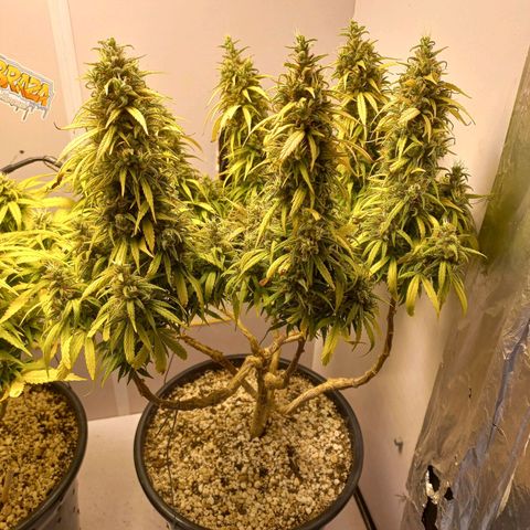 OG DEVIL growlog timeline photo