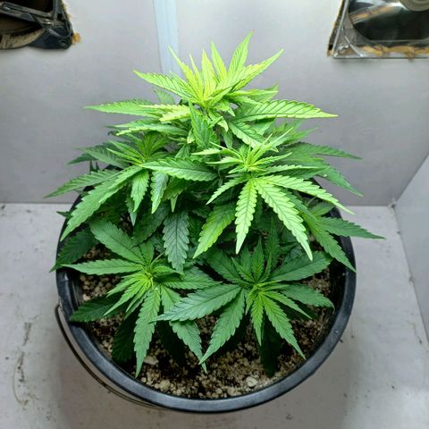 OG DEVIL growlog timeline photo