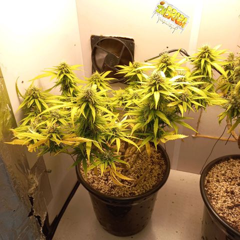 TUTTI FRUTTI growlog timeline photo