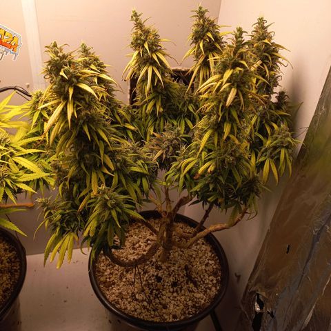 OG DEVIL growlog timeline photo