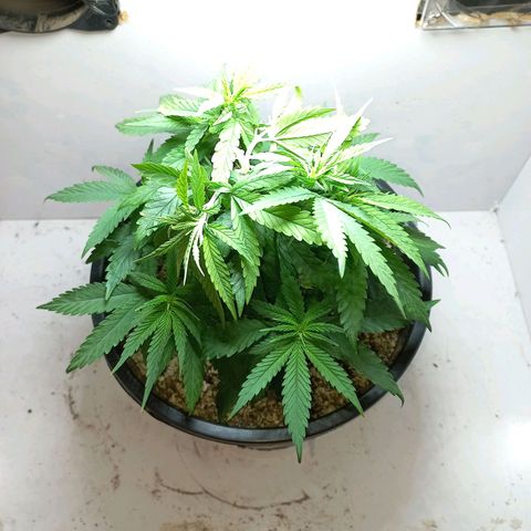 OG DEVIL growlog timeline photo