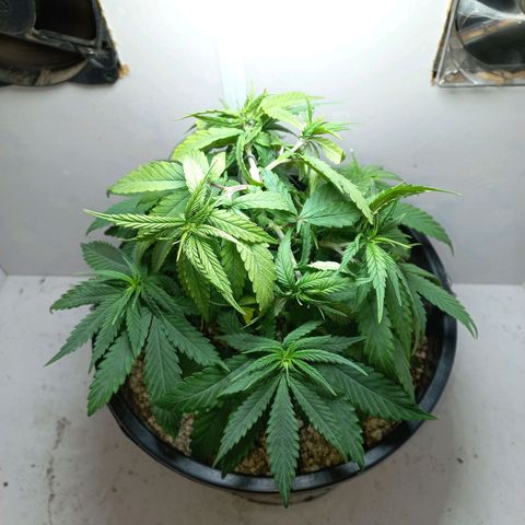 OG DEVIL growlog timeline photo
