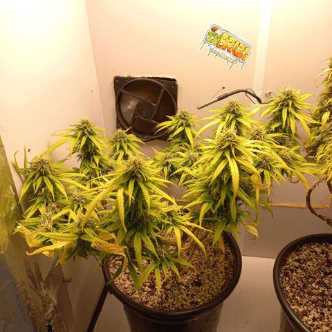 TUTTI FRUTTI growlog timeline photo
