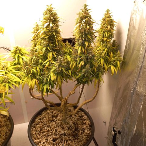 OG DEVIL growlog timeline photo
