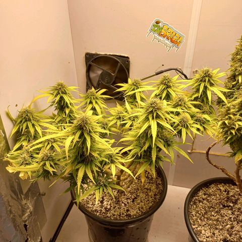 TUTTI FRUTTI growlog timeline photo