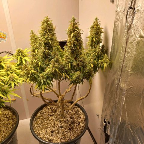 OG DEVIL growlog timeline photo