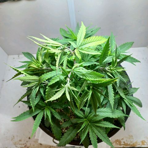 OG DEVIL growlog timeline photo