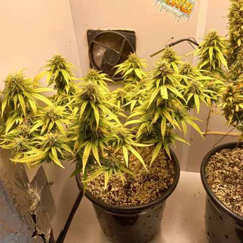 TUTTI FRUTTI growlog timeline photo