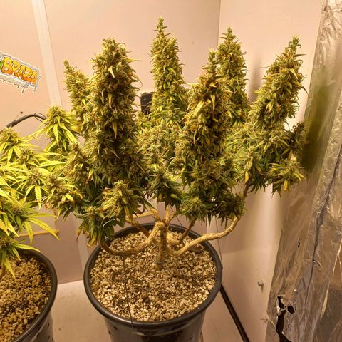 OG DEVIL growlog timeline photo