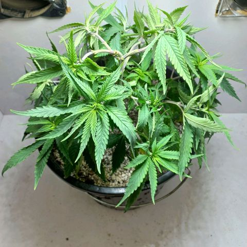 OG DEVIL growlog timeline photo