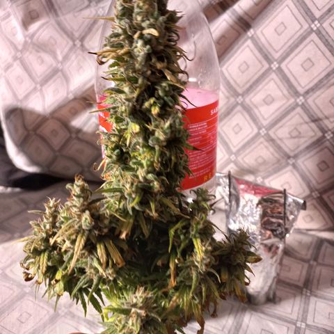 OG DEVIL growlog timeline photo