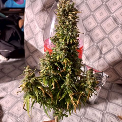 OG DEVIL growlog timeline photo